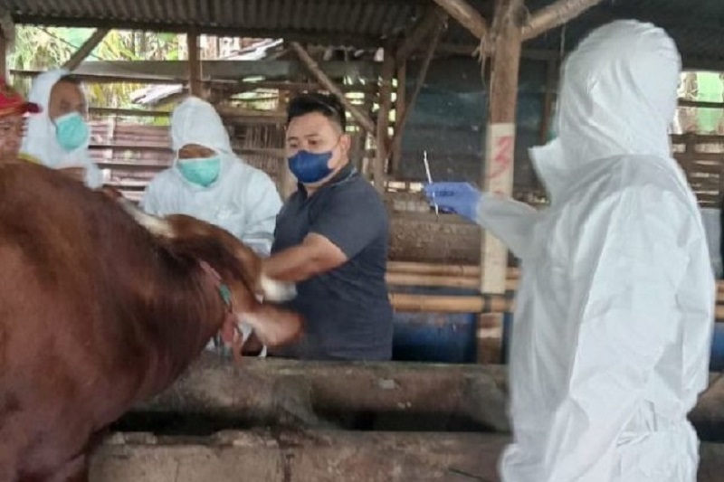 Mirip dengan vaksin Covid-19, vaksin PMK terhadap sapi dan kerbau ini diperkuat dengan vaksin booster atau vaksin tahap kedua setelah empat minggu vaksin pertama disuntikkan.